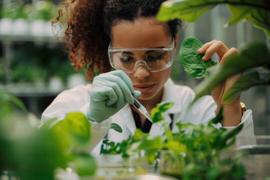 Female scientist researching on plants in laborotory. Concept for biotechnology and genetic modification.