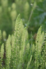 wild Mignonette