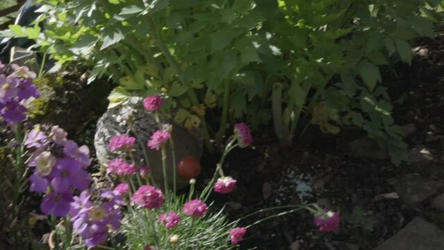 Colorful Spring Flowers in a Sunny Garden Bed