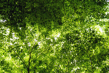 Fototapeta premium Spring background: many beech branches with fresh bright green foliage, photographed from bottom to top.