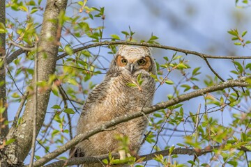 Great Horned Owlet Sitting in Tree