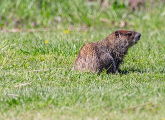 prairie dog eating grass
