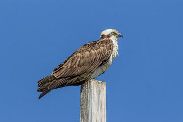 osprey in flight
