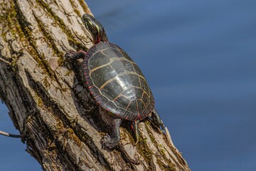 turtle on the rock