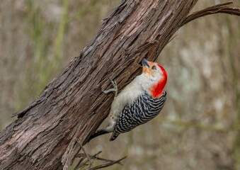 Woodpecker