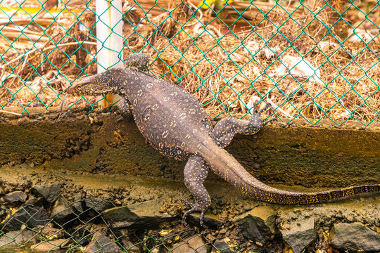 Large monitor lizard in tropical nature Bentota Beach Sri Lanka.