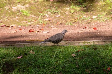 country vulture in the grass