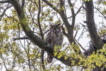 owl on a branch