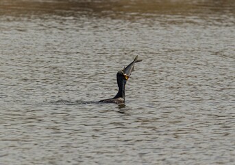 cormorant flying in the water