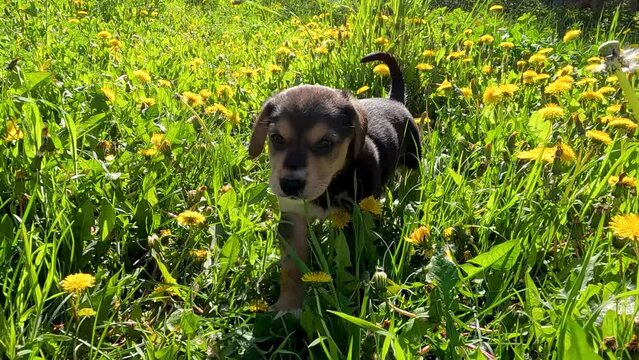 puppy in the grass. black puppies are playing in the green grass of the spring garden. puppies are playing in the grass. puppies are running in the garden. black puppies in green grass. black puppies 