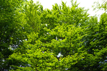 Obraz premium Crowns of beech trees with fresh green foliage. Spring in a mountain forest, Montenegro