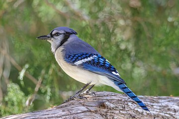 blue jay on a branch