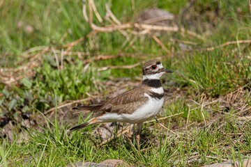 bird in the grass
