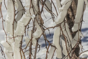 snow covered branches