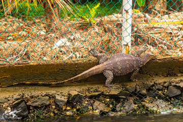 Large monitor lizard in tropical nature Bentota Beach Sri Lanka.
