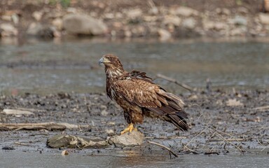 Eagle