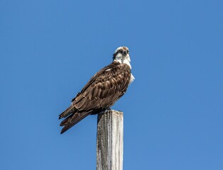 Osprey