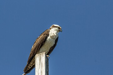 Osprey Perched
