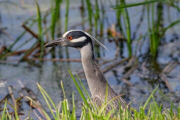 great blue heron ardea cinerea