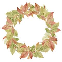 A wreath of leaves and buds of a pink rose, hand drawn in watercolor and isolated. Autumn watercolor wreath
