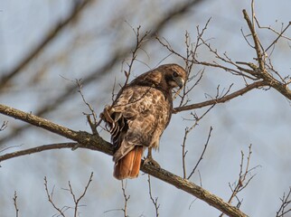 red tailed hawk perched on branch