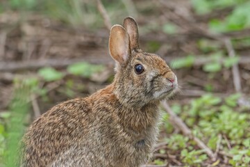Fototapeta premium rabbit in the woods