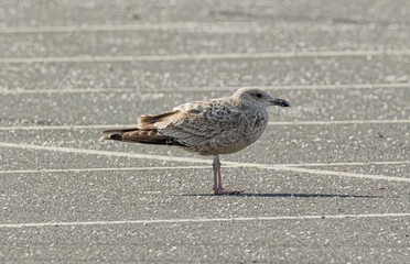 seagull on the beach