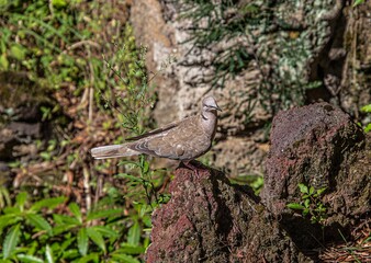 Bird in Tree, looking at you