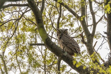 Great horned owl on a branch