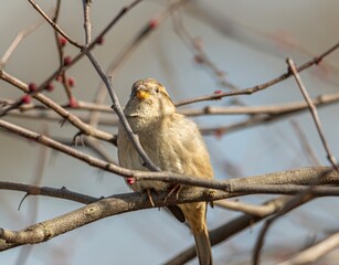 sparrow on a branch