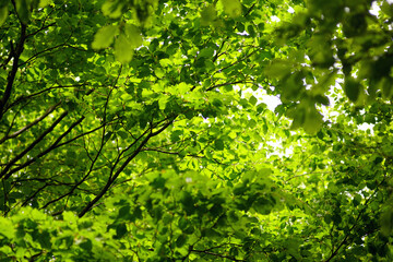 Crowns of beech trees in spring: many tree branches with bright green foliage. Natural background.