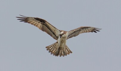 osprey in flight