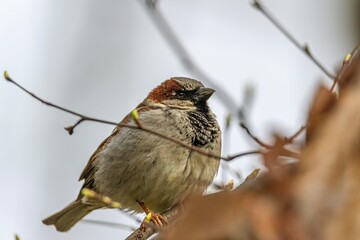 female house sparrow