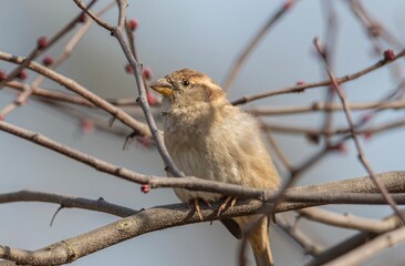 Sparrow Looking off into the distance