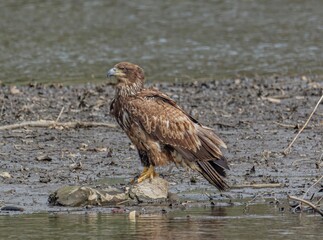 Juvenile Eagle Sitting on Rock