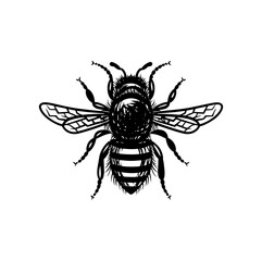 Vector engraving illustration of honey bee on white background
