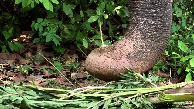 Closeup of elephant's trunk tearing palm fronds
