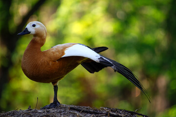 Close-up photo of a ruddy shelduck standing on one leg with a blurred background of foliage