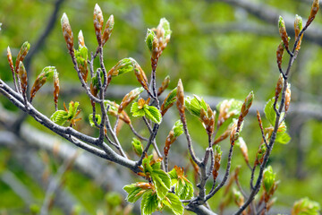 Beech branch with young leaves emerging from buds. Spring in Orjen Nature Park, Montenegro.