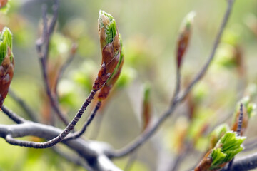 Beech buds with first leaves - close-up of a tree branch.