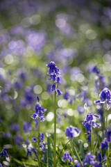 Pretty bluebell flowers in the early morning light, with a shallow depth of field