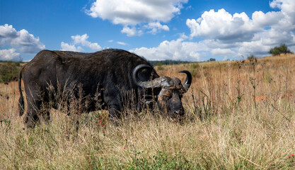 Cape buffalo, photographed in Rietvlei Nature Reserve, Gauteng, South Africa.