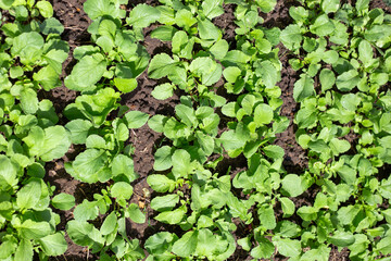Radish foliage in a garden bed. Friendly shoots, top view. Growing vegetables in the garden