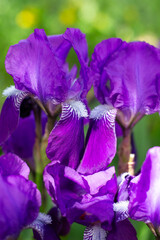 Bright purple flowers of the Germanic iris, close-up, vertical. Perennial rhizomatous plants