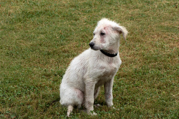 A mangy dog abandoned in a city park (probably Jack Russell Terrier x West Highland Terrier crossbred dog)