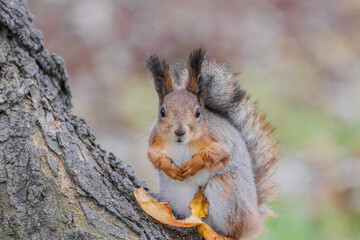 Red fluffy squirrel folding its paws on its chest with a fallen leaf at its feet on a tree