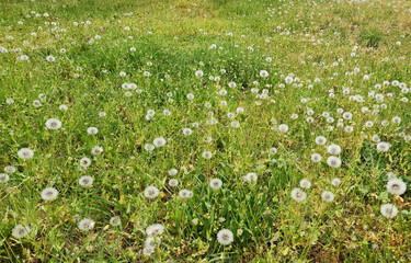 Dandelions on green grass in a city park in May
