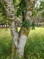 Base of the stem of an European nettle tree (Celtis australis) in spring