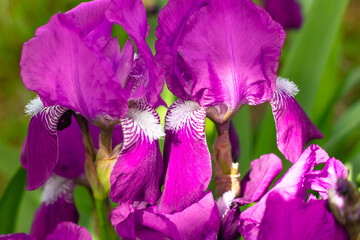 Bright pink beautiful flowers of Iris sibirica Grosser Wein, cockerel flowers, close-up. Perennial rhizomatous plants