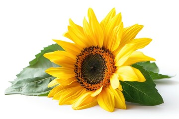 Obraz premium Sunflower isolated on white background.
